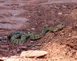 Mojave Green Rattlesnake Mojave Desert Sonoran Desert Mojave