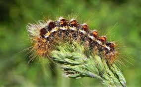 On 31 august 2018, the council received a request for a list of all council housing. Warning After Reports Of Toxic Brown Tail Moth Caterpillars In The New Forest Daily Echo