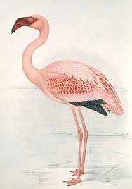 Ixxi Claude Finch Davies Greater Flamingo Ab 29 50 Offizieller Ixxi Shop