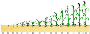 Phenological stages of the pomegranate tree 139 l: Ackermanager Ec Stadien Raiffeisen Com