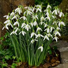 Leucojums are much larger and flower in spring (or early summer, depending on the species), with all six tepals in the. Buy Giant Flowering Snowdrops J Parkers Dutch Bulbs