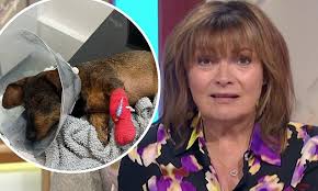 Lorraine Kelly details horror after her beloved pet dog Ruby was poisoned  and rushed to the vets: 'It was touch and go and really frightening'