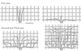 Training Climbing And Rambling Roses Trellis Climbing Roses Rose Trellis Climbing Roses Trellis