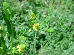 Image result for Ranunculus multifidus