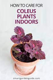 Coleus Plant Care Indoors How To Grow Coleus Houseplants Smart Garden Guide Plant Care Houseplant Plant Care Plants