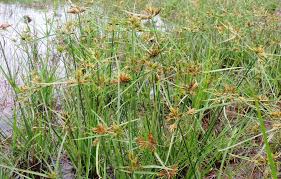 Image result for Pycreus africanus