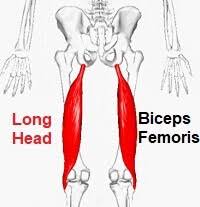 Head of fibula and lateral condyle of tibia. Biceps Femoris Muscle Knee Pain Explained