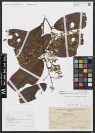 Image result for Englerina schubotziana