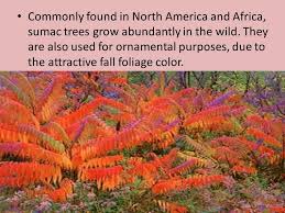 Check spelling or type a new query. Sumac Tree Sumacs Are Shrubs And Small Trees That Can Reach A Height Of 1 10 Metres 3 3 33 Ft Shrubstrees The Leaves Are Spirally Arranged They Ppt Download