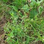 Image result for Hermannia kirkii