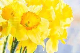 Daffodil Flower Meaning Daffodil Flower Flower Meanings Daffodils
