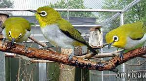 Jenis burung untuk kandang aviary. Perawatan Pleci Koloni Dalam Kandang Aviary Om Kicau