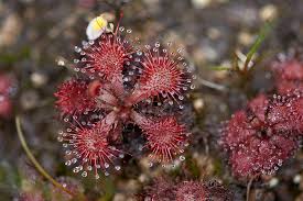 After all, carnivorous plants are famed for supplementing their diet with meat to compensate for. Sundew San Diego Zoo Animals Plants