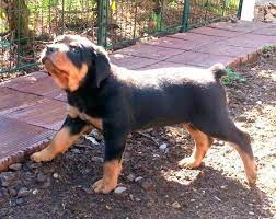 Maybe you would like to learn more about one of these? Beautiful Rottweiler Puppies For Sale In Portland Oregon Classified Americanlisted Com