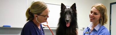 We'll show you to make great meals. Jcu Vet General Practice And Referral Hospital General Practice And Referral Hospital