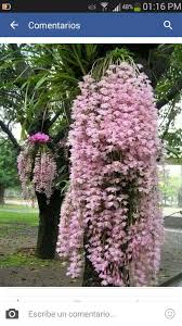 Miguelina Ramos On Twitter Blumen Pflanzen Pflanzen Exotische Pflanzen