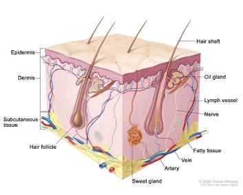 Epidermal Layer Structure in Genetic Skin Disorders, AI generated