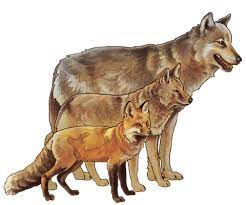 Also, what fox and what wolf? Red Fox Yellowstone National Park U S National Park Service