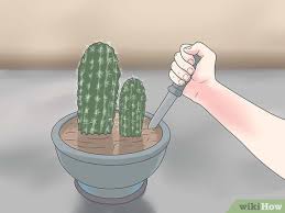 The majority of smaller cacti can be easily removed from the ground because of their shallow roots. 3 Ways To Repot A Cactus Wikihow