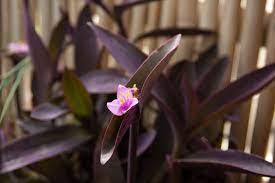 Until you earn 1000 points all your submissions need to be vetted by other comic vine users. Purple Heart Plant Care Growing Guide