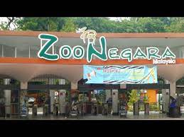 The zoo now has a total of over 5000 but if you would like to take the bus there, get on the metrobus number 16 from the central market, kuala lumpur or the rapidkl bus number u23. Zoo Negara Kuala Lumpur Malaysia Youtube