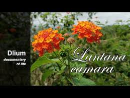 Image result for Lantana moldenkei