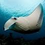 Profile Picture of Manta ray - Wikipediaon Google