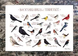 Backyard Birds Of New Jersey Field Guide Tennessee Backyard Birds Field Guide Art Print Backyard Birds Bird Poster Nature Wall Art