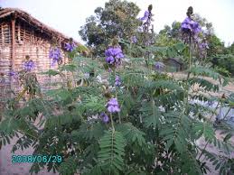Image result for Tephrosia paradoxa