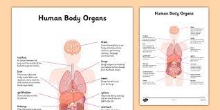 Ten major organ systems of the human body are listed below along with the major organs or structures that are associated with each system. Organ Map Diagram Of Human Body Internal Organs Functions