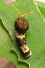 Check spelling or type a new query. Papilio Glaucus Wikipedia