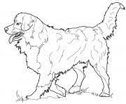 Bernese mountain dog coloring online super coloring 176620 dog Bernese Mountain Dog Coloring Pages Printable