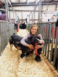 Second Place Ffa Livestock Photography Show Pigs Spotted Gilt Spotted Show Pig Photography Photo Sessions Senior Pictures