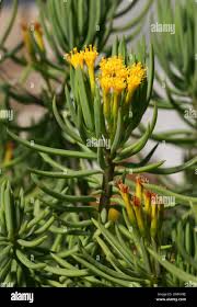 Image result for Senecio barbertonicus