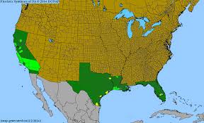 Image result for Wolffiella