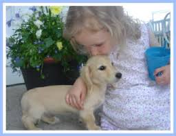 Adopt a rescue dog through petcurious. Guardian Kennel Dachshund Puppies Miniature Minnesota Mn