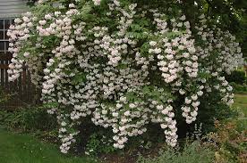 Image result for Kolkwitzia amabilis