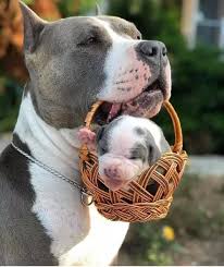 Pin By 90 536 On Pits Cute Baby Animals Pitbull Puppies Funny Animals