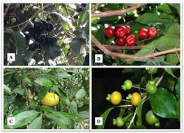 Seu fruto é rosado a avermelhado fraco. A Critical Review Of Some Fruit Trees From The Myrtaceae Family As Promising Sources For Food Applications With Functional Claims Sciencedirect