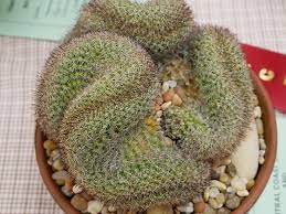 Hotel san luis obispo features a restaurant, free bikes, a fitness centre and bar in san luis obispo. Succulent Show Macro And Still Life Photography Forum Digital Photography Review