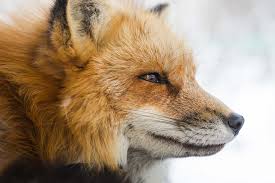 Please contact us if you want to publish a cool fox wallpaper on our site. Fox Wallpapers Free Hd Download 500 Hq Unsplash