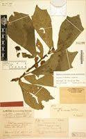 Image result for Dorstenia schliebenii