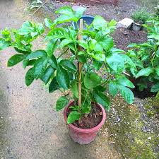 Find the perfect passion fruit tree stock photos and editorial news pictures from getty images. Don T Grow Flowers On The Balcony Plant These Fruit Trees They Are Beautiful And Delicious Very Atmospheric Minews