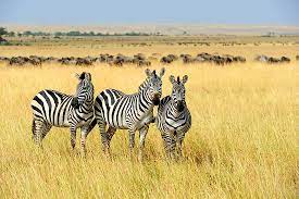 This is the kawagga, who once lived in south africa. Where Do Zebras Live Worldatlas