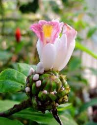 Image result for Costus afer