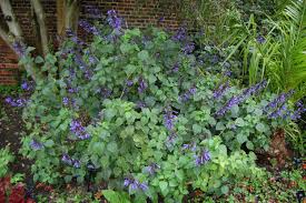 Maybe you would like to learn more about one of these? Salvia Guaranitica Black And Blue Landscape Architect S Pages