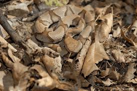 Since snakes are always growing their skin becomes to small and starts to flake of and that how they shed. Spring In Texas Means It S Snake Time Texas A M Today