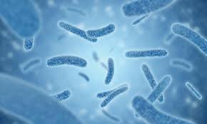 Image result for Legionella