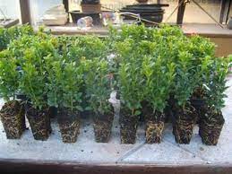 Die auswahl an sorten und arten ist dabei riesig, sodass für jeden geschmack sowie jeden einsatz die perfekte. Buxus Sempervirens 50 Stuck Buchsbaum 8 15 Hecken Buchs Pflanzen 310012 Pflanzen Baume Kaufen Buche Baum