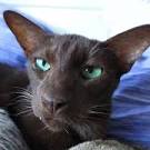 Havana kittens for sale in UK - May 2020